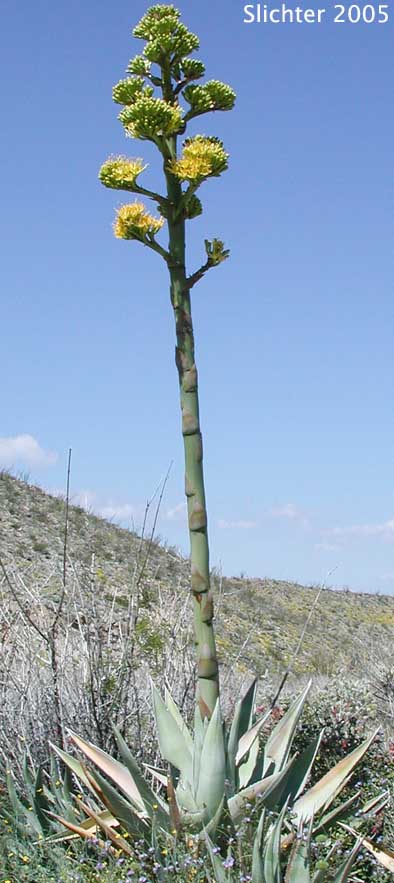 Desert Agave: Agave deserti var. deserti (Synonyms: Agave consociata, Agave deserti ssp. deserti)