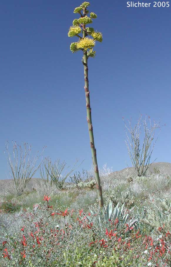 Desert Agave: Agave deserti var. deserti (Synonyms: Agave consociata, Agave deserti ssp. deserti)