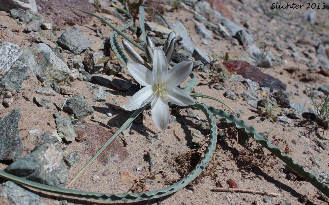 Desert Lily: Hesperocallis undulata