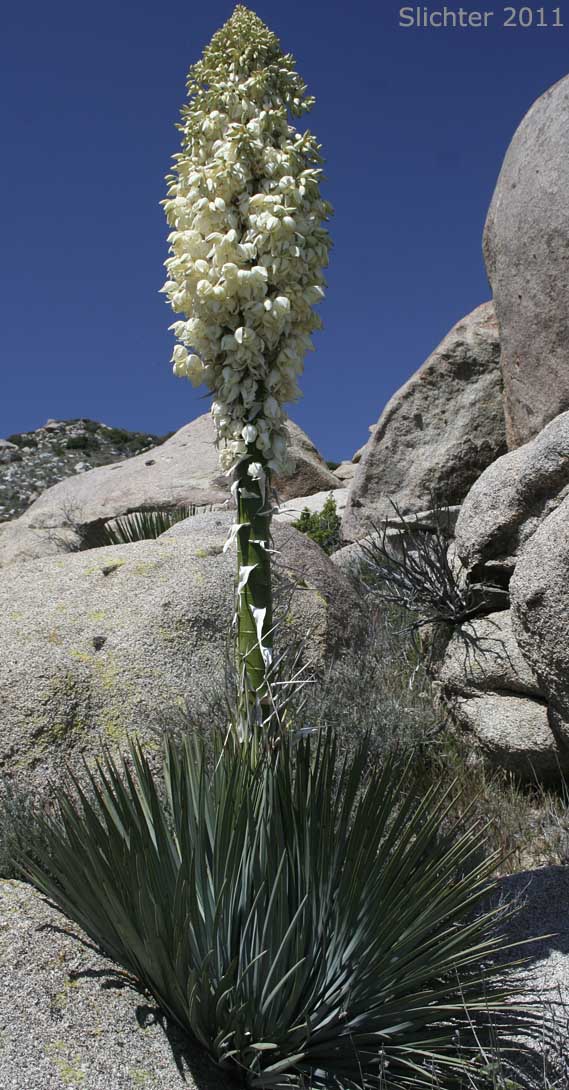 Quixote Plant, Chapparal Yucca: Hesperoyucca whipplei (Synonyms: Yucca whipplei; Hesperoyucca whipplei var. graminifolia; Yucca californica; Yucca graminifolia; Yucca nitida; Yucca ortgiesiana; Yucca whipplei subsp. caespitosa; Yucca whipplei var. caespitosa; Yucca whipplei subsp. intermedia; Yucca whipplei var. intermedia; Yucca whipplei subsp. parishii; Yucca whipplei var. parishii; Yucca whipplei subsp. percursa; Yucca whipplei var. percursa)