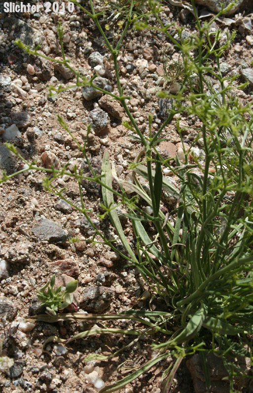 Brittle Spineflower: Chorizanthe brevicornu var. brevicornu (Synonym: Chorizanthe brevicornu ssp. brevicornu)