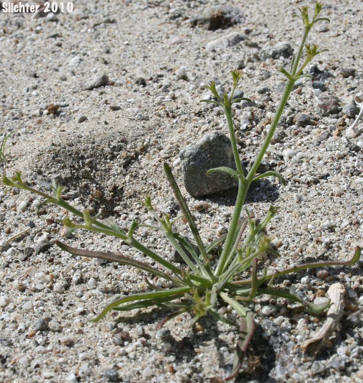 Brittle Spineflower: Chorizanthe brevicornu var. brevicornu (Synonym: Chorizanthe brevicornu ssp. brevicornu)