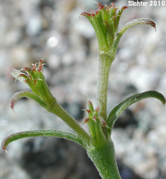 Brittle Spineflower: Chorizanthe brevicornu var. brevicornu (Synonym: Chorizanthe brevicornu ssp. brevicornu)