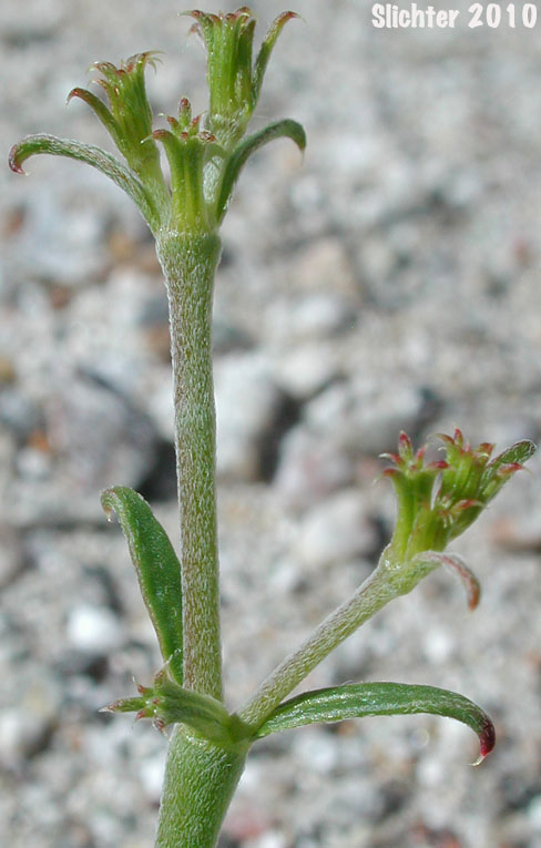Brittle Spineflower: Chorizanthe brevicornu var. brevicornu (Synonym: Chorizanthe brevicornu ssp. brevicornu)