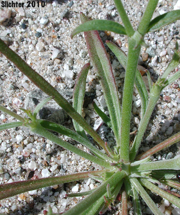 Brittle Spineflower: Chorizanthe brevicornu var. brevicornu (Synonym: Chorizanthe brevicornu ssp. brevicornu)