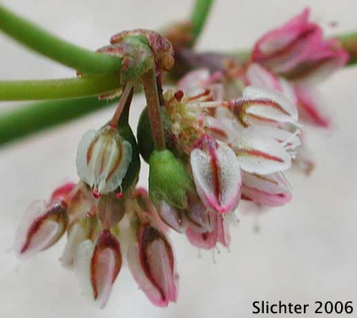 Flatcrown Buckwheat, Flat-topped Buckwheat: Eriogonum deflexum var. deflexum (Synonyms: Eriogonum deflexum ssp. insigne, Eriogonum deflexum var. insigne, Eriogonum deflexum f. stenopetala)