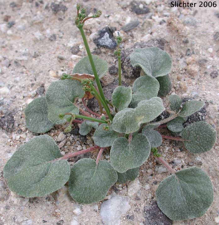 Flatcrown Buckwheat, Flat-topped Buckwheat: Eriogonum deflexum var. deflexum (Synonyms: Eriogonum deflexum ssp. insigne, Eriogonum deflexum var. insigne, Eriogonum deflexum f. stenopetala)