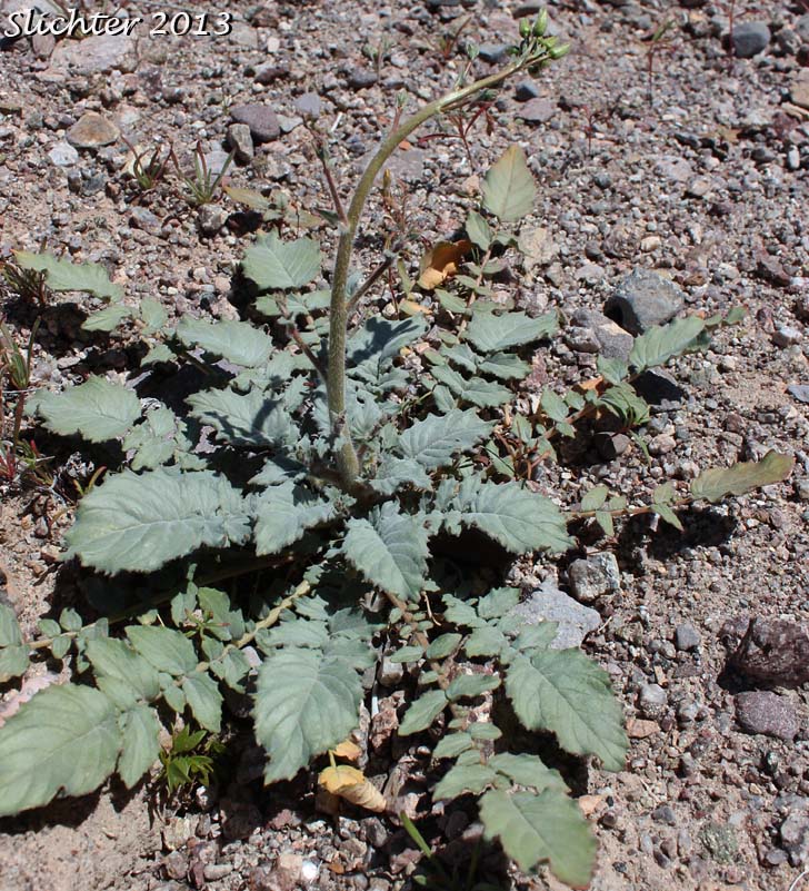 Basal leaves of Yellow Cups: Chylismia brevipes ssp. brevipes (Synonyms: Camissonia brevipes ssp. brevipes, Oenothera brevipes ssp. brevipes)