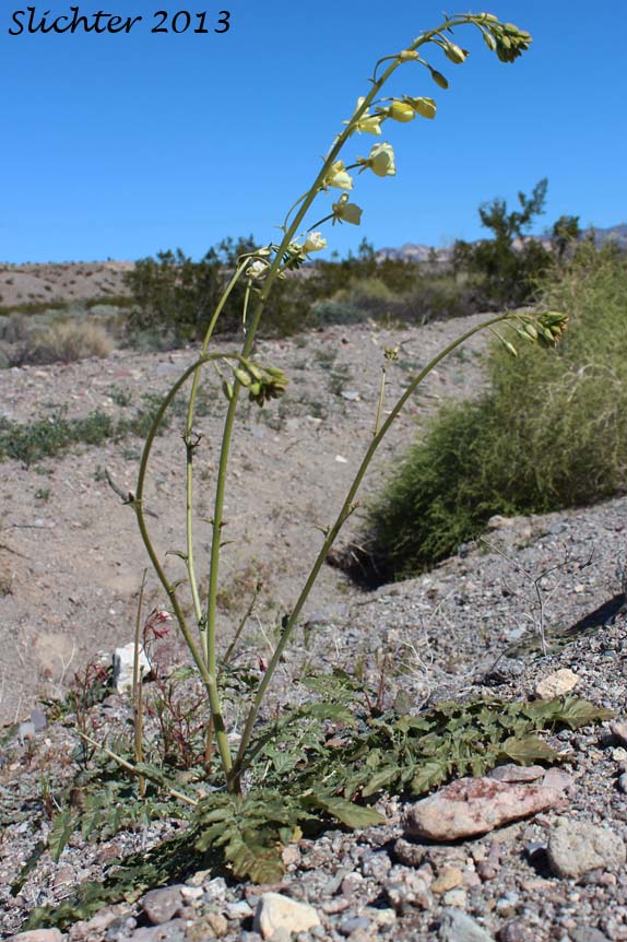 Yellow Cups: Chylismia brevipes ssp. brevipes (Synonyms: Camissonia brevipes ssp. brevipes, Oenothera brevipes ssp. brevipes)