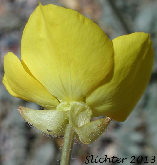 Yellow Cups: Chylismia brevipes ssp. brevipes (Synonyms: Camissonia brevipes ssp. brevipes, Oenothera brevipes ssp. brevipes)