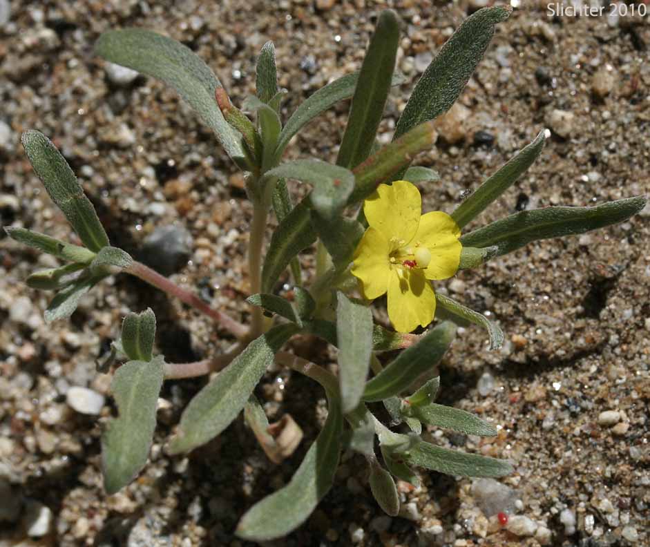 Pale Sun Cup: Camissoniopsis pallida ssp. pallida (Synonyms: Camissonia pallida subsp. pallida; Oenothera abramsii)
