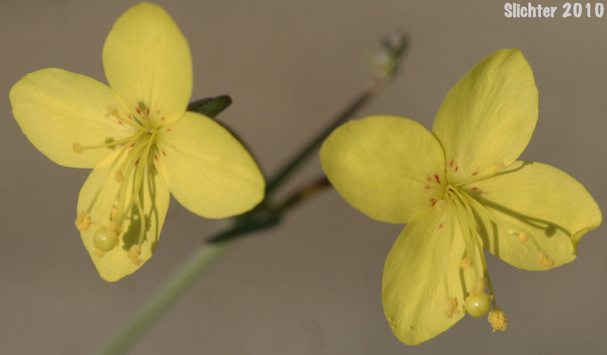 California Primrose, California Suncup: Eulobus californicus (Synonyms: Camissonia californica, Oenothera leptocarpa)