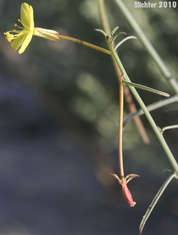 California Primrose, California Suncup: Eulobus californicus (Synonyms: Camissonia californica, Oenothera leptocarpa)