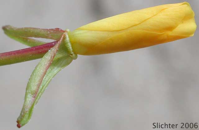 Flower of California Primrose, California Suncup: Eulobus californicus (Synonyms: Camissonia californica, Oenothera leptocarpa)