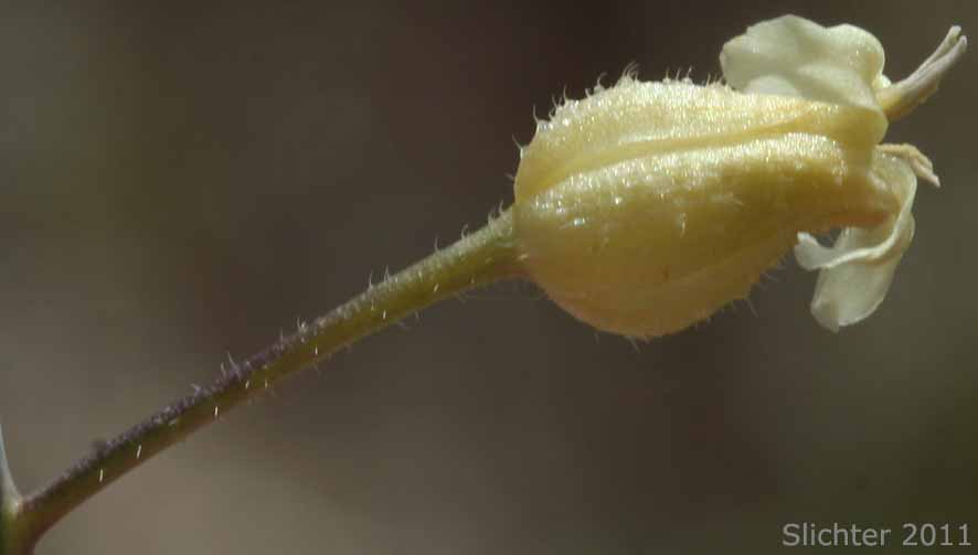 Flower of Hall's Caulanthus, Hall's Wild Cabbage: Caulanthus hallii