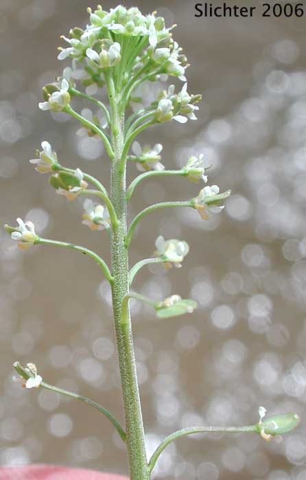 Inflorescence of Shaggyfruit Pepperweed: Lepidium lasiocarpum ssp. lasiocarpum (Synonym: Lepidium lasiocarpum var. lasiocarpum)