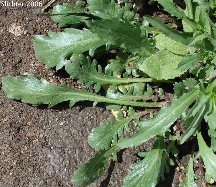 Basal and stem leaves of Shaggyfruit Pepperweed: Lepidium lasiocarpum ssp. lasiocarpum (Synonym: Lepidium lasiocarpum var. lasiocarpum)