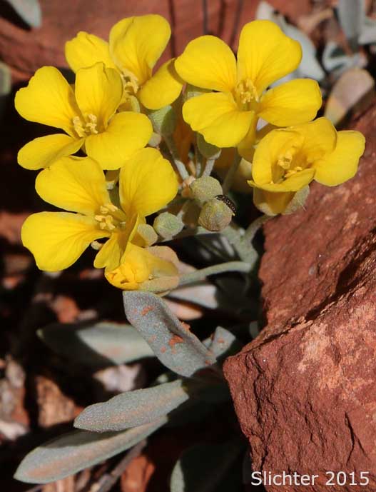 Arizona Bladderpod: Lesquerella arizonica (Synonyms: Lesquerella arizonica var. nudicaulis, Physaria arizonica)
