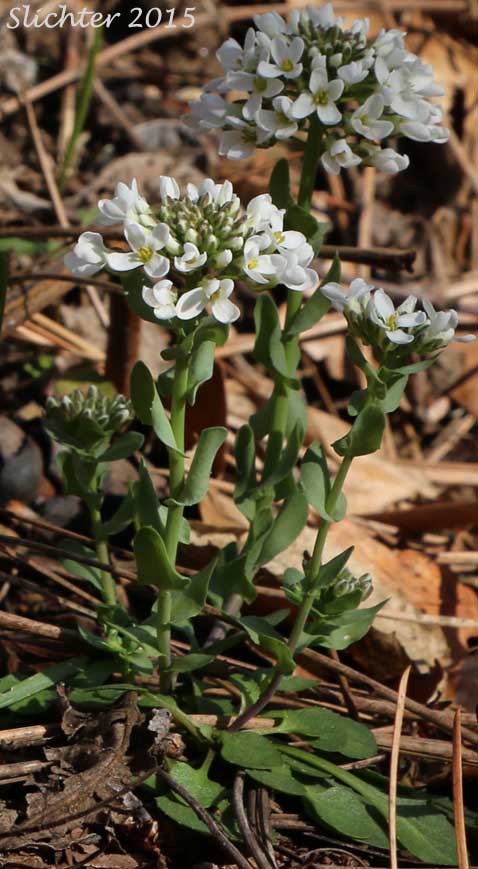 Alpine Pennycress, Pennycress: Noccaea fendleri ssp. glauca (Synonyms: Thlaspi montanum var. montanum; Thlaspi alpestre var. glaucum ; Noccaea glauca; Thlaspi fendleri var. glaucum)