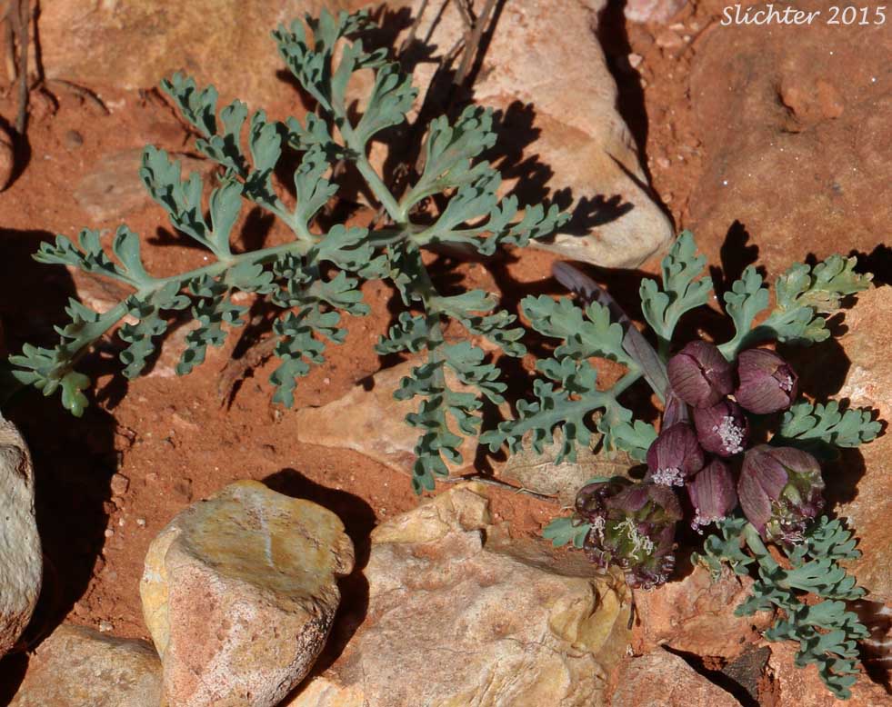 Arizona Cymopterus, Arizona Springparsley, Purplenerve Springparsley: Cymopterus multinervatus