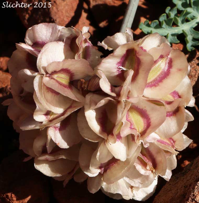 Maturing fruits of Arizona Cymopterus, Arizona Springparsley, Purplenerve Springparsley: Cymopterus multinervatus