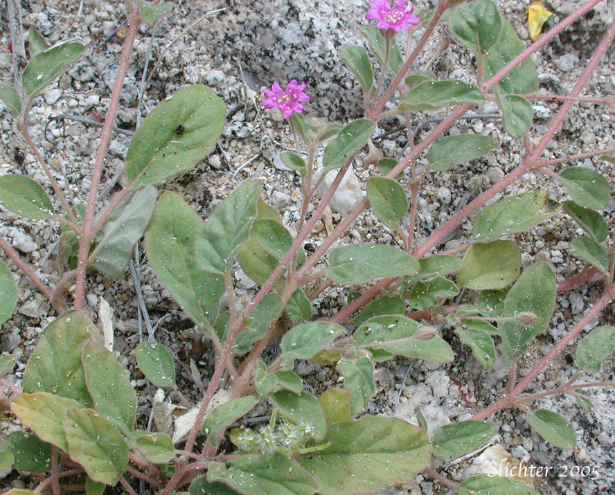 Trailing Windmills: Allionia incarnata var. incarnata (Synonym: Allionia incarnata var. nudata)
