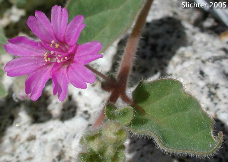 Trailing Windmills: Allionia incarnata var. incarnata (Synonym: Allionia incarnata var. nudata)