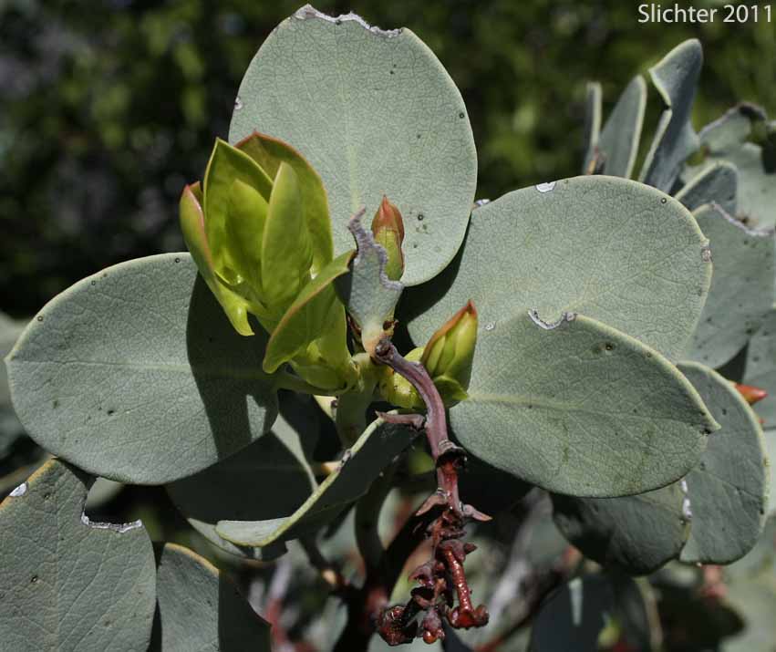 Leaves of Bigberry Manzanita, Big Berry Manzanita: Arctostaphylos glauca (Synonyms: Arctostaphylos glauca var. eremicola; Arctostaphylos glauca var. puberula; Xerobotrys glaucus)