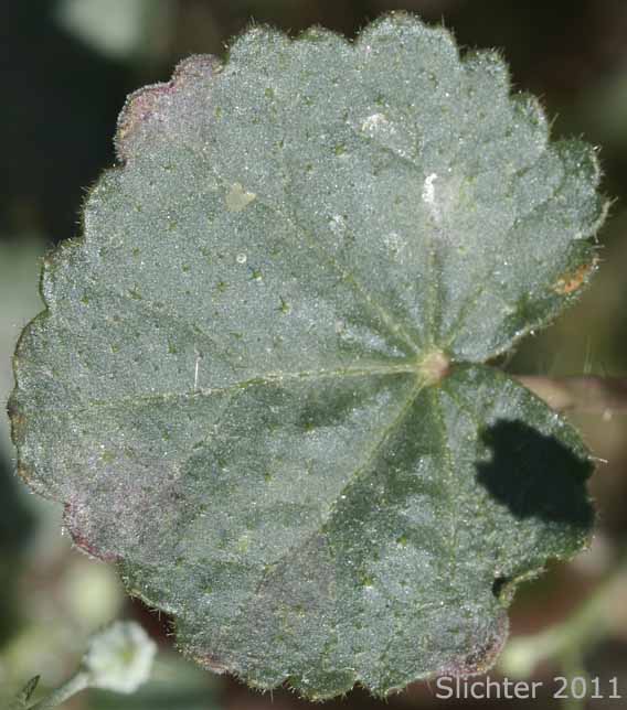 Stem leaf of Desert Fivespot, Desert Five Spot: Eremalche rotundifolia (Synonym: Malvastrum rotundifolium)