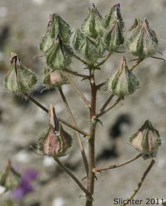 Maturing inflorescence of Desert Fivespot, Desert Five Spot: Eremalche rotundifolia (Synonym: Malvastrum rotundifolium)