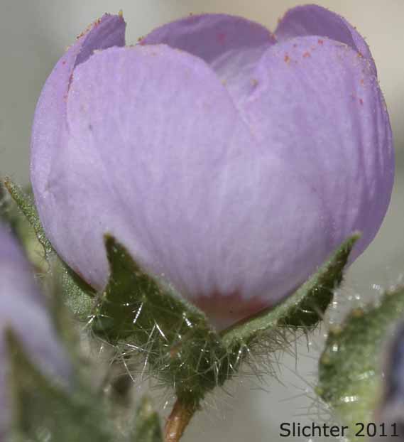 Sideview of a flower of Desert Fivespot, Desert Five Spot: Eremalche rotundifolia (Synonym: Malvastrum rotundifolium)