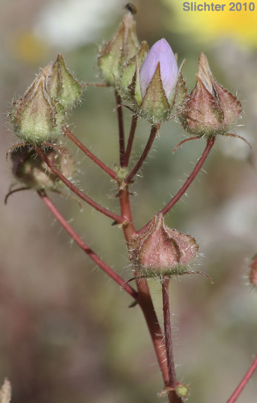 Desert Fivespot, Desert Five Spot: Eremalche rotundifolia (Synonym: Malvastrum rotundifolium)