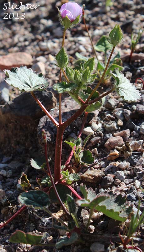 Desert Fivespot, Desert Five Spot: Eremalche rotundifolia (Synonym: Malvastrum rotundifolium)