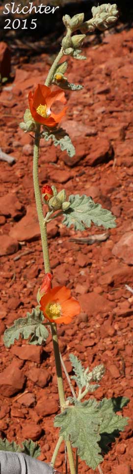 Apricot Mallow, Desert Globemallow, Grenadine Desert Mallow: Sphaeralcea ambigua var. ambigua (Synonyms: Sphaeralcea ambigua var. aculeata, Sphaeralcea ambigua ssp. ambigua, Sphaeralcea ambigua subsp. monticola, Sphaeralcea ambigua var. monticola)