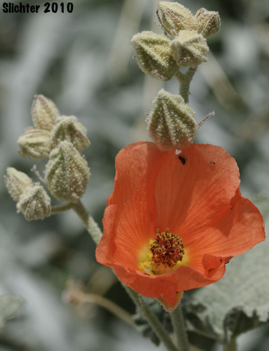 Apricot Mallow, Desert Globemallow, Grenadine Desert Mallow: Sphaeralcea ambigua var. ambigua (Synonyms: Sphaeralcea ambigua var. aculeata, Sphaeralcea ambigua ssp. ambigua, Sphaeralcea ambigua subsp. monticola, Sphaeralcea ambigua var. monticola)