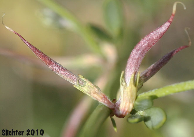 Short-winged Deerweed: Acmispon glaber var. brevialatus (Synonym: Lotus scoparius var. brevialatus)