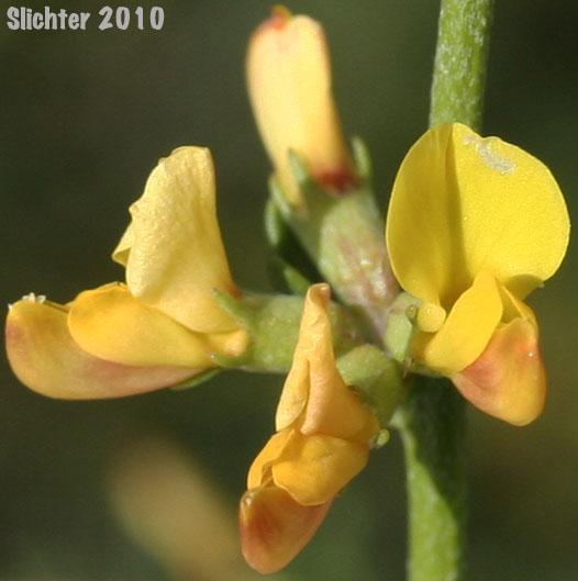 Short-winged Deerweed: Acmispon glaber var. brevialatus (Synonym: Lotus scoparius var. brevialatus)