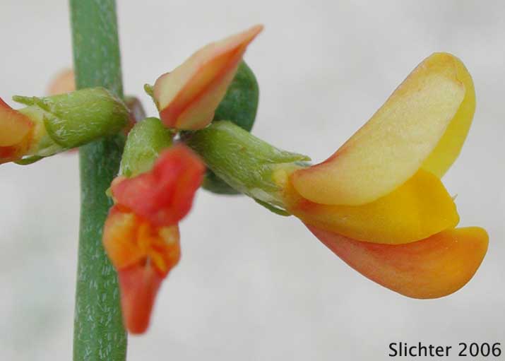 Flower of Short-winged Deerweed: Acmispon glaber var. brevialatus (Synonym: Lotus scoparius var. brevialatus)