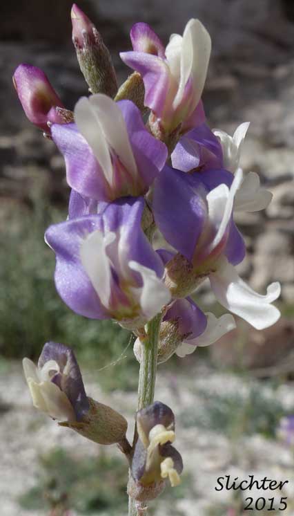 Torrey's Milkvetch: Astragalus calycosus var. scaposus