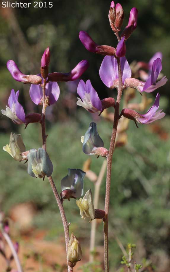 Torrey's Milkvetch: Astragalus calycosus var. scaposus