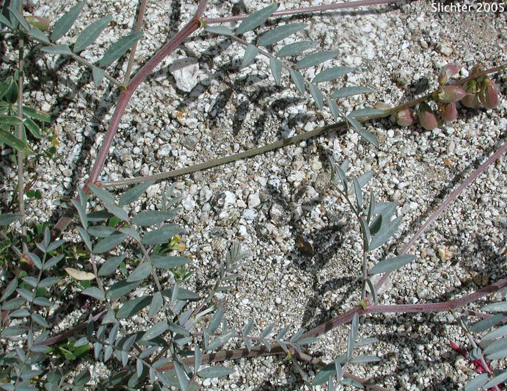 Palmer's Locoweed, Palmer's Milkvetch, Palmer's Milk Vetch: Astragalus palmeri (Synonym: Astragalus vaseyi)