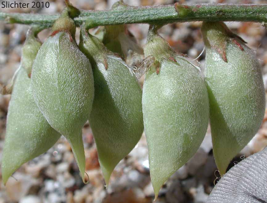 Fruits of Palmer's Locoweed, Palmer's Milkvetch, Palmer's Milk Vetch: Astragalus palmeri (Synonym: Astragalus vaseyi)