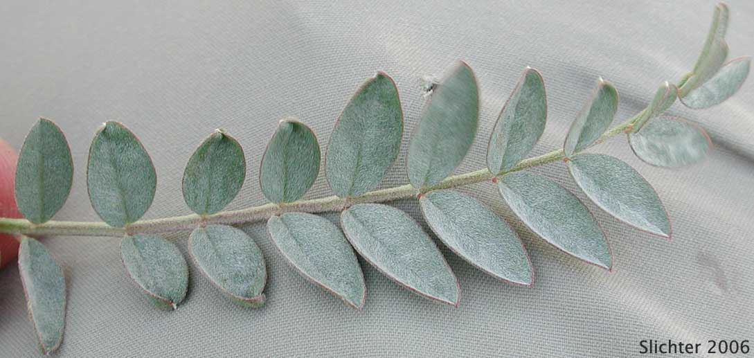 Leaf of Palmer's Locoweed, Palmer's Milkvetch, Palmer's Milk Vetch: Astragalus palmeri (Synonym: Astragalus vaseyi)