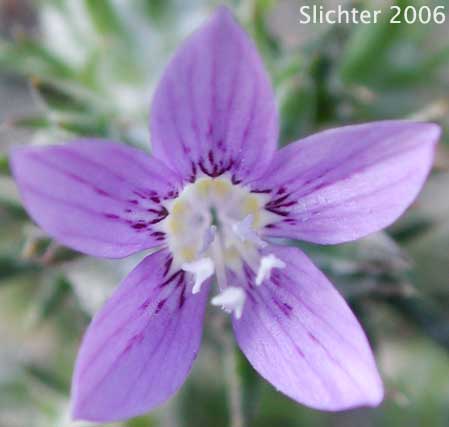 Desert Woolstar, Desert Woollystar, Desert Eriastrum: Eriastrum eremicum ssp. eremicum