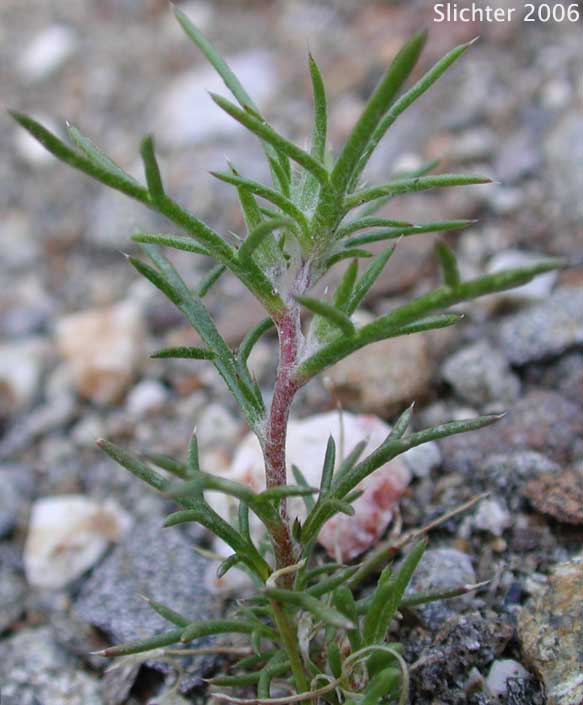 Desert Woolstar, Desert Woollystar, Desert Eriastrum: Eriastrum eremicum ssp. eremicum