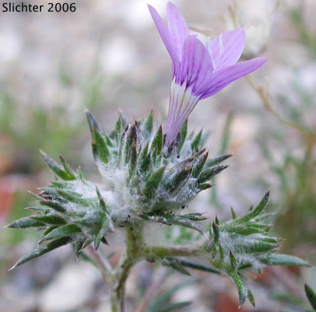 Desert Woolstar, Desert Woollystar, Desert Eriastrum: Eriastrum eremicum ssp. eremicum