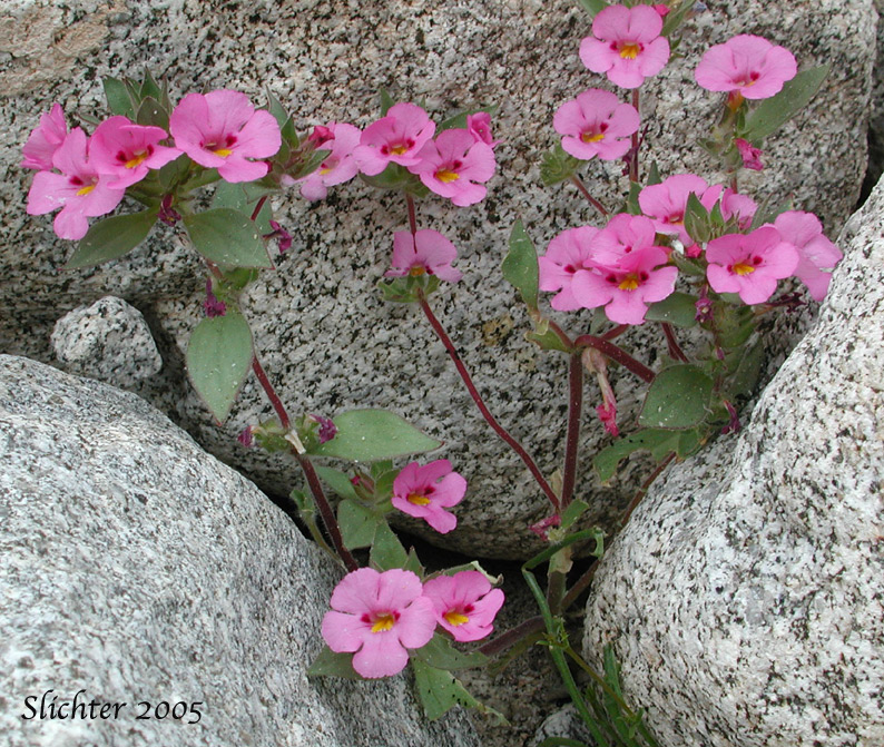 Bigelow's Monkeyflower, Bigelow Mimulus: Diplacus bigelovii var. bigelovii (Synonyms: Eunanus bigelovii, Mimulus bigelovii var. bigelovii, Mimulus bigelovii var. cuspidatus)