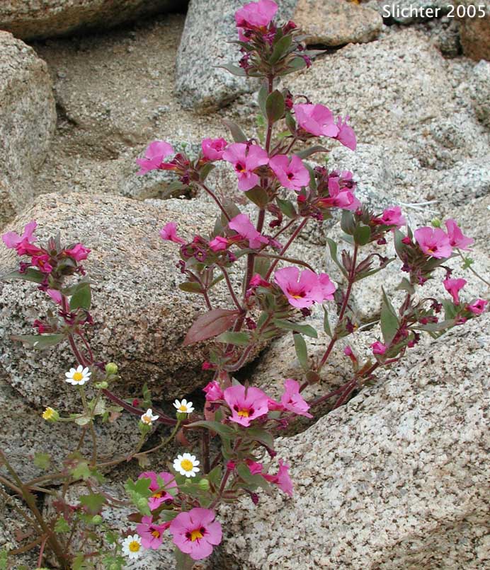 Bigelow's Monkeyflower, Bigelow Mimulus: Diplacus bigelovii var. bigelovii (Synonyms: Eunanus bigelovii, Mimulus bigelovii var. bigelovii, Mimulus bigelovii var. cuspidatus)