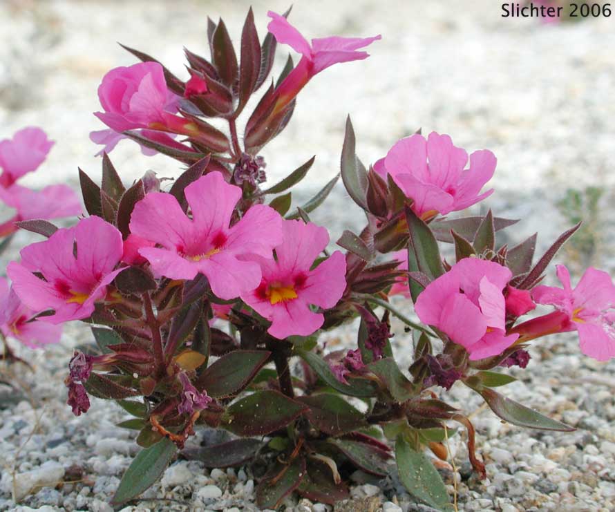 Bigelow's Monkeyflower, Bigelow Mimulus: Diplacus bigelovii var. bigelovii (Synonyms: Eunanus bigelovii, Mimulus bigelovii var. bigelovii, Mimulus bigelovii var. cuspidatus)