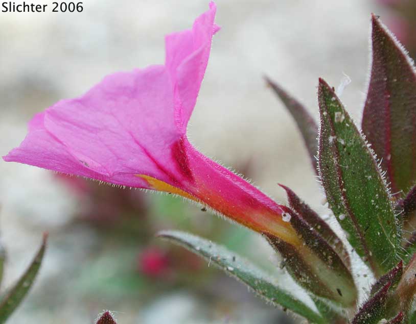 Bigelow's Monkeyflower, Bigelow Mimulus: Diplacus bigelovii var. bigelovii (Synonyms: Eunanus bigelovii, Mimulus bigelovii var. bigelovii, Mimulus bigelovii var. cuspidatus)